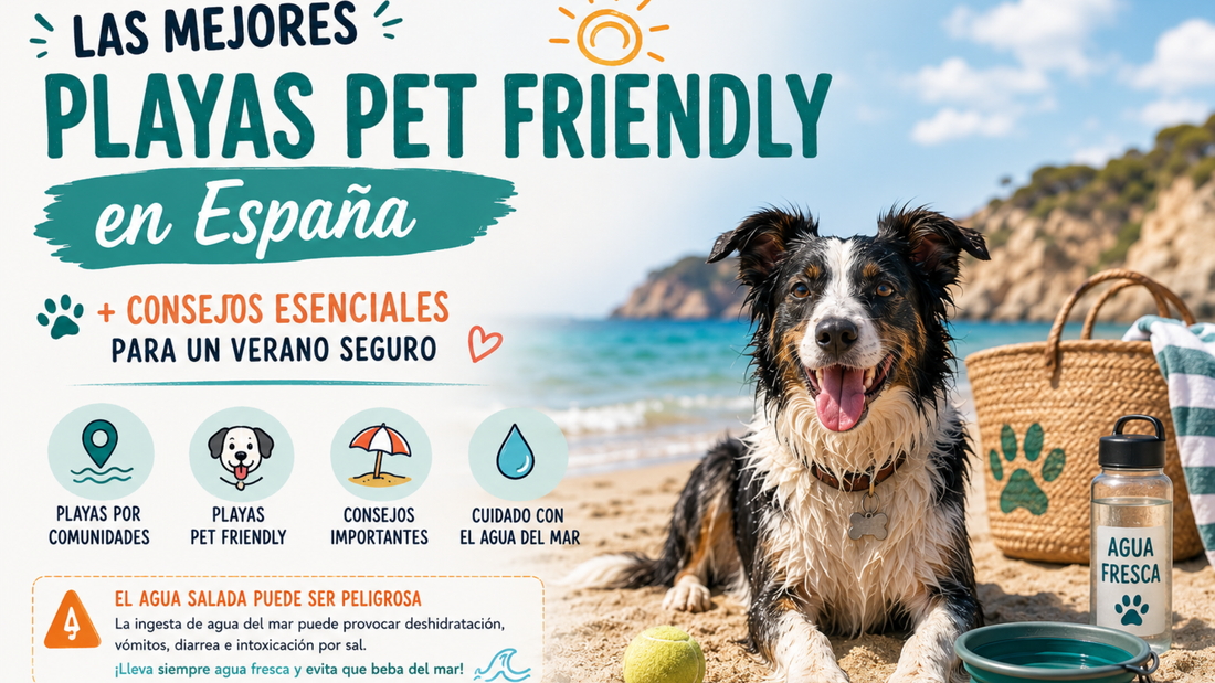 Playas para perros en España + consejos para disfrutar del verano con seguridad 🐶🌊☀️