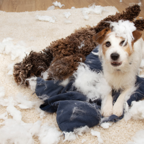 Ansiedad por separación en perros: síntomas, causas y cómo evitarla